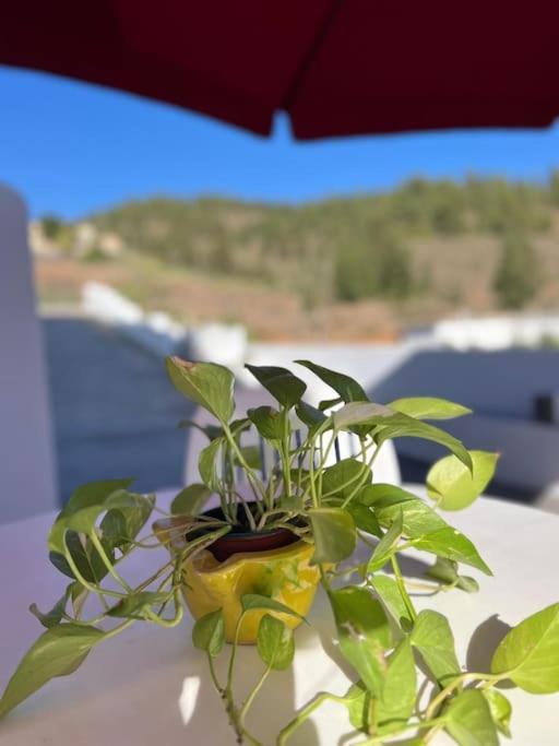 Casa El Pino B Lägenhet Vera de Erque Exteriör bild